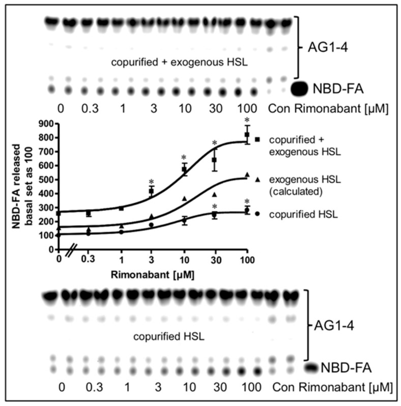 Stimulation of lipolysis in a cell-free system from Rimonabant-treated rat adipocytes. Primary rat adipocytes, which had been metabolically labelled with NBD-FA, were incubated (20 min, 37 °C) in the absence or presence of increasing concentrations of Rimonabant. Subsequently, LD were prepared from the washed adipocytes, reconstituted without (copurified HSL) or with partially purified rat adipocyte HSL (copurified + exogenous HSL)(see Materials and Methods) and then incubated (90 min, 30 °C). The organic phase of the chloroform/methanol/HCl-extract of the total incubation mixture was analyzed by TLC. The amount of NBD-FA lipolytically released from the NBD-FA-labelled AG1–4 and run in parallel to a synthetic NBD-FA marker (ma) was quantitatively evaluated by fluorescence imaging. Fluorogram of a typical experiment with TLC runs (only 1/5 of the volumes obtained from the total incubation mixtures of the “copurified + exogenous HSL” reactions were applied) in duplicate repeated two times; quantitative evaluation (mean ± SD) of the three different incubations with TLC analysis (corrected for the different volumes applied) in duplicate with ● calculated as difference (exogenous HSL) of the reaction containing and lacking exogenously added HSL. A blank value from a control reaction terminated immediately after the addition of HSL (copurified + exogenous HSL) or buffer (copurified HSL) was subtracted in each case. NBD-FA released in the absence of Rimonabant (basal) was set at 100 for each reaction containing or lacking exogenously added HSL. * p ≤ 0.05 for LD incubated with copurified plus exogenous HSL or copurified HSL alone between absence and presence of Rimonabant.