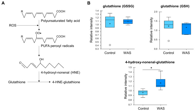 Increased 4-hydroxy-nonenal-glutathione levels by acute WAS. (A) Scheme of 4-hydroxy-nonenal-glutathione synthesis. Measurements of brain content of 4-hydroxy-nonenal-glutathione (B). * p < 0.05 (Welch’s two-tailed t-test).