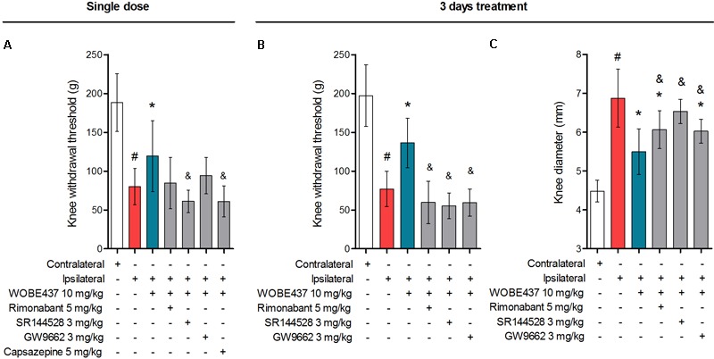 Polypharmacological effects observed after 3 days treatment with 10 mg/kg of WOBE437. (A) The antiallodynia effects of 10 mg/kg of WOBE437 after single dose were significantly reversed by the CB2 receptor antagonist SR144528 and the TRPV1 antagonist capsazepine. In the 3 days treatment scheme, (B) antiallodynia and (C) the antiinflammatory effects were prevented by antagonists of the CB1 receptor (rimonabant), CB2 receptor (SR144528) and PPARγ (GW9662). Rimonabant, SR144528 or GW9662 were administered i.p. 30 min before WOBE437. Allodynia was evaluated by mechanical sensitivity and edema measuring knee diameter; both were assessed 1 h after WOBE437 treatment. All compounds were administered i.p. Groups were compared using Kruskal–Wallis test followed by Mann–Whitney test. ∗p < 0.05 vs. ipsilateral/vehicle; #p < 0.05 vs. contralateral/vehicle; &p < 0.05 vs. WOBE437; i.p., intraperitoneally.