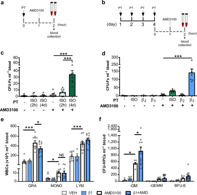 β3AR activation induces MSC mobilisation.a, c Experimental design for 2 h (2 h) of pretreatment (PT). Mice were pretreated with isoproterenol (ISO) or vehicle (−) followed 1 h later by the administration of AMD3100 or vehicle. b, c Experimental design for 4 days (4d) of PT. Mice were pretreated once daily for 4 days with ISO or vehicle. 1 h after the last injection, mice were administered AMD3100 or vehicle. In both treatment regimens, 1 h after AMD3100 or vehicle injection blood was collected for analysis of c circulating CFU-Fs; n = 8 mice per group. d Mice were pretreated (PT) with isoproterenol (ISO), clenbuterol (β2), BRL37344 (β3) or vehicle (−) once daily for 4 days. 1 h after the last injection, mice were administered AMD3100 or vehicle and 1 h later blood was collected for analysis of circulating d CFU-Fs. n = 4–8 mice per group. For BRL37344/AMD3100 treatment circulating e leucocytes (WBCs) and f CFU-HPCs were also analysed. n = 4–12 mice per group. c, d CFU-Fs and f CFU-HPCs are shown as colonies per ml of blood. Data of 2 independent experiments represented as mean ± s.e.m.; *P < 0.05, ***P < 0.001, NS not significant (one-way ANOVA with Bonferroni correction).