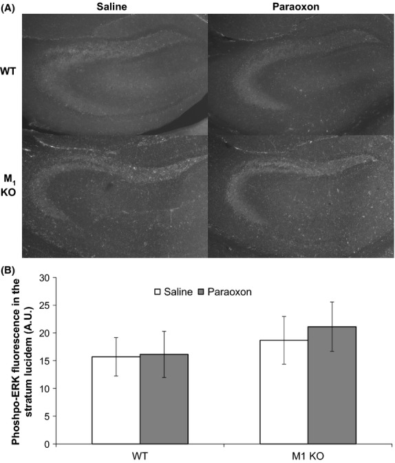 ERK is not activated by paraoxon in seizure-blocked mice. (A) Representative images of phospho-ERK immunofluorescence in the CA3 region of seizure-blocked male WT and M1 KO mice 15 min after saline or 6 mg/kg paraoxon administration. 4 mg/kg diazepam was given 15 min prior to paraoxon to prevent seizure activity and 90 mg/kg 2-PAM was given 5 min prior to reduce the effects of acetylcholinesterase inhibition in the periphery. (B) Quantification of phospho-ERK fluorescence in the stratum lucidum of seizure-blocked male WT and M1 KO mice 15 min after saline (n = 7 for WT; n = 6 for M1 KO) or 6 mg/kg paraoxon (n = 6 for WT; n = 7 for M1 KO) administration. Data are presented as means ± SEM.