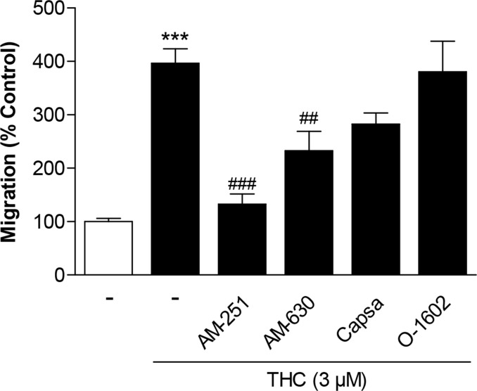 Involvement of cannabinoid-modulated receptors in the promigratory effect of THC on MSCsCells were pretreated for 1 h with AM-251 (CB1 antagonist), AM-630 (CB2 antagonist), capsazepine (Capsa, TRPV1 antagonist) or O-1602 (agonist at GPR55) at 1-μM concentrations prior to stimulation of cells with vehicle or 3 μM THC. Migration was analyzed after a 6-h stimulation period in Boyden chamber assays. Data are expressed as percentage of vehicle-treated controls (set as 100%) and represent means ± SEM of n = 16 incubations with cells from 4 donors (4 incubations per donor). ***P < 0.001, vs. vehicle control; ##P < 0.01, ###P < 0.001 vs. THC-treated cells, one-way ANOVA plus post hoc Bonferroni test.