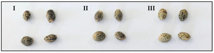 Cannabis sativa L. varieties used for the screening. Henola (I), KC Zuzana (II), and Future 75 (III).