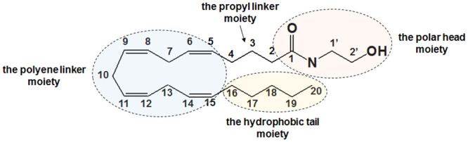 Structure of anandamide (AEA).The structure of AEA consists of three moieties, including the polar head moiety, the polyene linker moiety and the hydrophobic tail moiety.