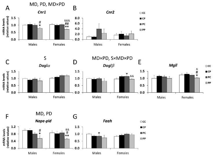 Effect of maternal and/or offspring exposure to a free-choice palatable (P) diet on the relative mRNA levels of endocannabinoid system genes: Cnr1 (A), Cnr2 (B), Daglα (C), Daglβ (D), Mgll (E), Nape-pld (F) and Faah (G) in the prefrontal cortex of male and female offspring in adulthood. Data are expressed as the mean ± S.E.M. (n = 6). Student´s t test: */** p < 0.05/0.01 vs. CC males or CC females; #/## p < 0.05/0.01 vs. CP males or CP females; &/&&/&&& p < 0.05/0.01/0.001 vs. PC males or PC females. MD: maternal diet effect; PD: postnatal diet effect; S: sex effect; MDxPD: maternal and postnatal diets interaction; SxMDxPD: sex, maternal diet and postnatal diet interaction.