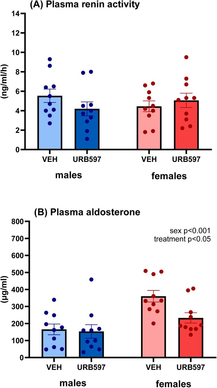 Plasma renin activity (A) and plasma concentrations of aldosterone (B) measured after the NOR test in male and female rats treated with vehicle (VEH) or URB597 (0.3 mg/kg). All animals received scopolamine (0.5 mg/kg) before testing. Results are expressed as dot plots, with each dot representing an individual subject and bars indicating mean ± SEM. Statistical analysis as revealed by two-way ANOVA with factors sex and treatment.