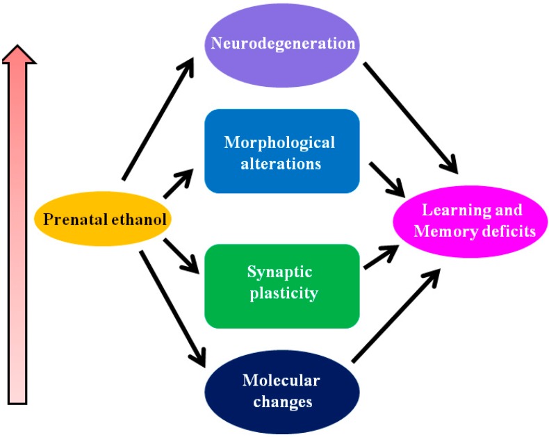 Molecular events leading to loss of learning and memory as found in FASD. Depending on the developmental stage, pattern, concentration and duration of prenatal ethanol exposure can lead to molecular alterations (for example, activity of growth factors, changes in the regulation of gene expression, changes in adhesion, changes in endocannabinoid system) and impaired in neuronal communication and circuit formation. These events may lead to several transient and permanent changes in the hippocampus, including molecular changes, modifications in synaptic plasticity, morphological changes and neuronal loss. These prenatal ethanol-associated changes in the brain can potentially induce deficits in learning-and-memory processes found in the adult animals of FASD.