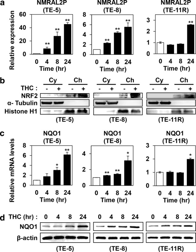 Activation of NRF2, and induction of NMRAL2P and NQO1 in ESCC cells treated with Theracurmin®. a NMRAL2P expression levels: ESCC cells were cultured with Theracurmin® (THC, 10 μM) for the indicated times. NMRAL2P expression level was measured by RT–PCR. Relative NMRAL2P RNA levels of each cell type treated with THC for the indicated time relative to that of untreated cells are indicated. β-actin served as an internal control (**P < 0.01, vs untreated cells; n = 3). b NRF2 activation: ESCC cells were cultured with THC (TE-5: 10 μM, TE-8 and TE-11R: 50 μM) for 24 h. Cellular protein was divided into cytosolic fraction (Cy) and chromatin fraction (Ch). Western blotting was performed to reveal NRF2 activity. α-Tubulin or histone H1 served as a loading control for cytosolic or chromatin extracts, respectively. c NQO1 mRNA levels: ESCC cells were cultured with THC (10 μM) for the indicated times. NQO1 mRNA level was measured by RT–PCR. Relative NMRAL2P RNA levels of each cell type treated with THC for the indicated time relative to that of untreated cells are indicated. β-actin served as an internal control (*P < 0.05, **P < 0.01, vs untreated cells; n = 3). d NQO1 protein levels: ESCC cells were cultured with THC (TE-5: 10 μM; TE-8 and TE-11R: 50 μM) for the indicated times. NQO1 protein level was measured by western blotting. β-actin served as a loading control