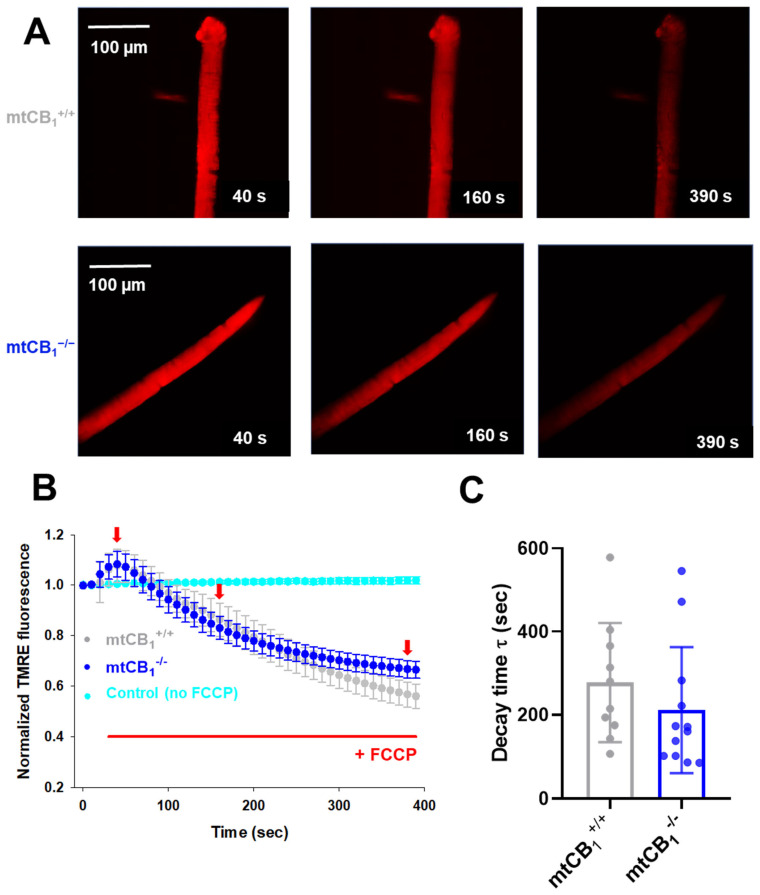 Faster dissipation of mitochondrial membrane potential (Δψm) in mtCB1−/− mice. (A) Representative confocal image series of TMRE fluorescence recorded on a single FDB fiber from a mtCB1+/+ and a mtCB1−/− mouse before (40 s) and during the application of 1 µM FCCP (also indicated in panel (B) by the red horizontal line). Note the fading over time of the dye fluorescence as the un-coupler poisons the organelle, leading to Δψm loss. Scale is 100 µm. (B) The averaged normalized TMRE fluorescence decay was faster in mtCB1−/− mice. The red arrows indicate the time point when images in panel A were recorded. Data are plotted as means ± SEM. In cyan is the average of 5 control (C57Bl/6) FDB cells, where no FCCP was administered. (C) Averaged decay time values were smaller by trend following FCCP administration in the mtCB1−/− specimens, indicating faster collapse of mitochondrial membrane potential. N = 3/4 mice/group and n = 10/12 cells/genotype. Data are plotted as means ± SD.