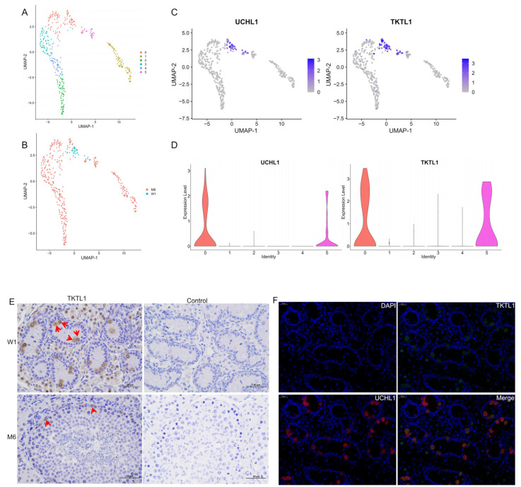 Expression and distribution of potential marker gene. (A,B) Re-clustering of spermatogonia, colored by assignment to six sub-clusters (A) and two samples (B). (C) Expression of UCHL1 and TKTL1 in Meihua pig spermatogonia. (D) Violin plots of UCHL1 and TKTL1 expression across six sub-clusters. (E) Immunohistochemistry analysis of location of TKTL1 in Meihua pig testis. The red arrows indicated the TKTL1-positive cells. Bar = 50 µm. (F) Immunofluorescence analysis of location of TKTL1 and UCHL1 in Meihua pig testis. Bar = 20 µm.