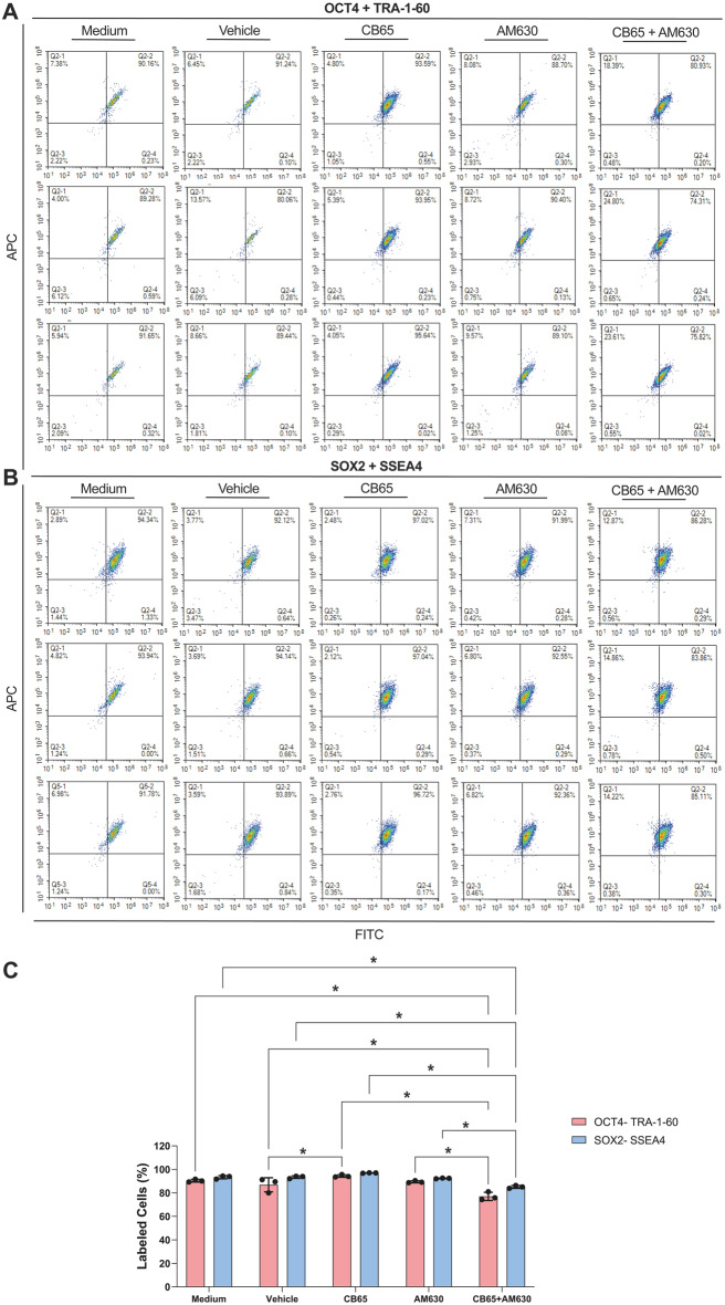 CB65 maintains the pluripotency of hiPSCs. CB65 slightly increases (A) OCT4- TRA-1-60 and (B) SOX2-SSEA4 double immune distribution of hiPSCs by FCM. (C) OCT4- TRA-1-60 presents a higher ratio in CB65 applied hiPSCs groups compared to vehicle (%0.001 DMSO) and CB65 + AM630 applied groups. * p < 0.05