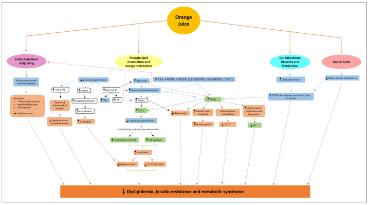 Schematic representation of action mechanisms of Orange juice. Blue box: compounds identified by metabolomic analysis after ingestion of orange juice. Green box: compounds altered by ingsetion of orange juice. Orange box: metabolic processes altered by ingestion of orange juice. Black upward arrows indicate increase and black downward arrows indicate decrease. Abbreviations: LPC: lysophosphocholines; PAF: platelet-activating factors; LPA: lysophosphatidic acid; CPA: cyclic phosphatidic acid; PPARα: peroxisome proliferator-activated receptors α; CPT-1: carnitine palmitoyltransferase 1; 3-hydroxyacyl-CoA DH: 3-hydroxyacyl-CoA dehydrogenase; TG: triglyceride; TC: total cholesterol; LDL: low-density lipoproteins; HDL: high-density lipoproteins; 9-HODE and 13-HODE: Hydroxyoctadecadienoic acid; 12,13-DiHOME and 9,10-DiHOME: Dihydroxyoctadecanoic acid; 12-HETE: 12-hydroxyeicosatetraenoic acid; PPARγ: peroxisome proliferator-activated receptors γ; AST: aspartate aminotransferase; SCFAs: short-chain fatty acids.