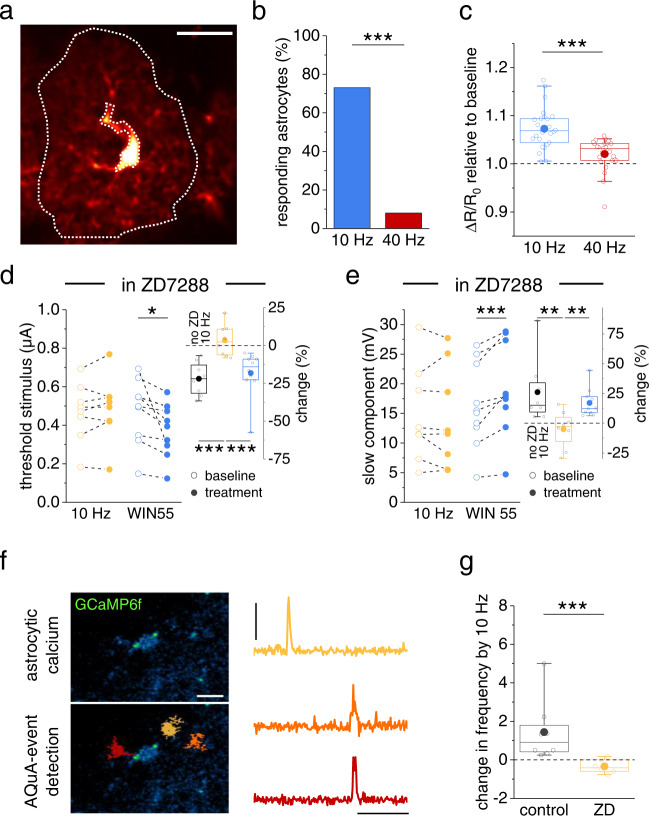 Mechanisms underlying the frequency-dependence of dendritic spike modulation.a Astrocyte expressing GCaMP5g (Supplementary Fig. 4) and tdTomato (red, scale bar: 20 µm; region of interest: dotted while line, sparing the cell body and major branches). Quantification of Ca2+ signals by the fluorescence intensity ratio (R, GCaMP5g / tdTomato) and its changes (ΔR) over its resting value (R0). Comparison of ΔR/R0 during alveus stimulation with the baseline period before stimulation (see methods section for panels a–c). b Percentage of astrocytes with Ca2+ signaling increase of >5% was significantly larger with 10 Hz (blue) stimulation than with 40 Hz (73.1 % vs. 9.52 %, two-sided Fisher’s exact test, p = 0.0000022, n = 19 out of 26 cells and 2 out of 25 cells). c Change of ΔR/R0 during alveus stimulation across all cells (10 Hz vs 40 Hz: 1.07 ± 0.008 vs. 1.02 ± 0.007, n = 26 and 25, p = 0.0000046, two-sided Mann–Whitney U-test). d, e ZD7288 (10 µM) prevented the modulation of dendritic spiking by alveus stimulation while the effect of direct CBR stimulation by WIN55 (1 µM) was preserved. d Threshold stimulus. Left panel: 10 Hz (0.47 ± 0.05 µA vs. 0.49 ± 0.06 µA, n = 8, p = 0.33, two-sided paired Student’s t test) and WIN55 (0.48 ± 0.05 µA vs. 0.38 ± 0.04 µA, n = 10, p = 0.025, two-sided paired Student’s t test). Right panel: change during treatment (solid circles, left panel) relative to baseline (open circles, left panel), Kruskal-Wallis test with post-hoc two-sided Mann–Whitney U-test. e Slow component. Left panel: 10 Hz (14.75 ± 2.87 mV vs. 14.27 ± 3.05 mV, n = 8, p = 0.52, two-sided paired Student’s t test) and WIN55 (16.24 ± 2.21 mV vs. 18.79 ± 2.41 mV, n = 10, p = 0.0010, two-sided paired Student’s t test). Right panel: change during treatment (solid circles, left panel) relative to baseline (open circles, left panel), Kruskal-Wallis test with post-hoc two-sided Mann–Whitney U-test. Right panels of (d and e). The white control bar with 10 Hz alveus stimulation represents control data from Fig. 4d, e. f Ca2+ events in astrocytes expressing GCaMP6f (f, upper left panel, scale bar 10 µm) detected using AQuA73 (lower left panel: sample events in orange, yellow and red; right panel: corresponding traces, scale bars: 0.5 ΔF/F and 1 min). g Change in Ca2+ event frequency during alveus stimulation (f10Hz / fbaseline − 1) across all cells. Control (gray) vs. ZD7288 (yellow, ZD, 10 µM): 1.44 ± 0.56 vs. −0.34 ± 0.15 (p = 0.00067, n = 8 and 6 cells from 4 and 3 mice, two-sided Mann–Whitney U-test). Two-sided one sample Wilcoxon Signed Rank tests: p = 0.008 for control and p = 0.13 for ZD (“Method” section for panels f, g). Data are expressed as mean ± s.e.m. in the legend and displayed in box plots. The box indicates the 25th and 75th, the whiskers the 5th and 95th percentiles, the horizontal line in the box the median and the mean is represented by a filled circle. Supplementary Table 2 for further information. Throughout panels *p < 0.05, **p < 0.01, ***p < 0.001. Source data are provided as a Source Data file.