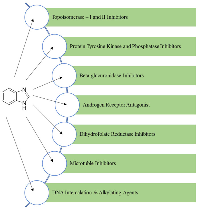 Various biological targets for benzimidazole.