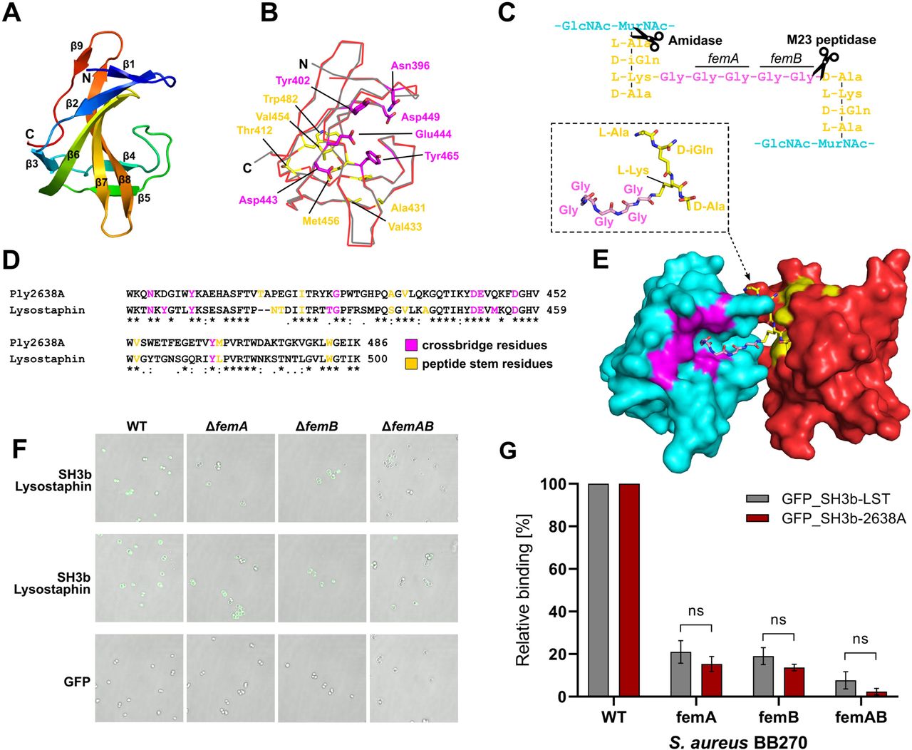 Structural and functional analysis of Ply2638A SH3b crystal structure.(A) Structure of Ply2638A SH3b domain (residues 393-486; PDB ID: 7AQH) colored from N-(blue) to C-terminus (red) with β-strands numbered. (B) Superposition of the Ply2638A (red) and lysostaphin (grey; PDB ID: 6RJE (Gonzalez-Delgado et al. 2020)) CBD with the residues previously identified for lysostaphin SH3b as interacting with the crossbridge (magenta) and the stem peptide (yellow) that are also conserved in the Ply2638A SH3b domain shown as sticks. (C) Schematic of the S. aureus peptidoglycan that is bound by the SH3b domain and cleaved (scissors) by the two enzymatic domains of Ply2638A. Enzymes femA and femB are responsible for biosynthesis of the 2nd and 3rd glycines and the 4th and 5th glycines of the crossbridge (Götz et al. 2006). (D) Sequence alignment of the Ply2638A and Lysostaphin SH3b domains (56 % identity) with the crossbridge and peptide stem interacting residues that are conserved between the two domains highlighted. (E) Surface representation of two Ply2638A SH3b domains (cyan and red) with a fragment of peptidoglycan consisting of components from the peptide stem and crossbridge (P4-G5 complex; inset) superposed using the crystal structure of lysostaphin SH3b dimers co-crystallized with P4-G5 (PDB ID: 6RJE) (Gonzalez-Delgado et al. 2020). Akin to panels B and D, crossbridge and peptide stem interacting residues are colored magenta and yellow, respectively. Representative fluorescence microscopy images (F) and relative (to wildtype) binding quantification (G) of GFP-fused SH3b domains of Ply2638A and Lysostaphin, decorating wildtype and peptidoglycan mutant strains of S. aureus BB270, demonstrating similar binding properties between the two SH3b domains.