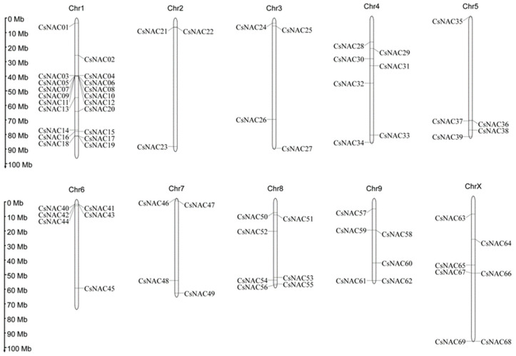 Physical mapping of CsNAC genes in the Cannabis sativa genome. The ten Cannabis sativa chromosomes are numbered from Chr1 to ChrX. CsNAC genes are numbered consecutively on the basis of their position on the chromosomes (CsNAC01-CsNAC69). The scale bar on the left shows the chromosome length in megabases (Mb).