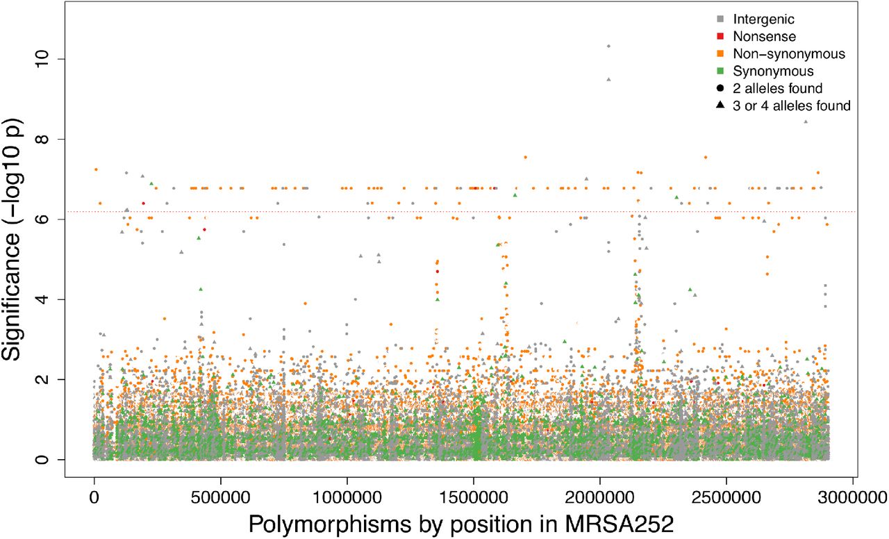Manhattan plot of SNP associations with CA-vs-HA S. aureus carriage.The significance of each SNP (–log10 P value) is plotted according to location on the 2.9MB MRSA252 reference genome, with control for population structure. SNPs are coloured according to their predicted effect on protein, and shaped according to the number of alleles found at that site in the study set. We applied Bonferroni correction to the intended 5% false positive rate given the number of SNP phylopatterns to obtain a genome-wide significance threshold of 10−6.2 (red dotted line).
