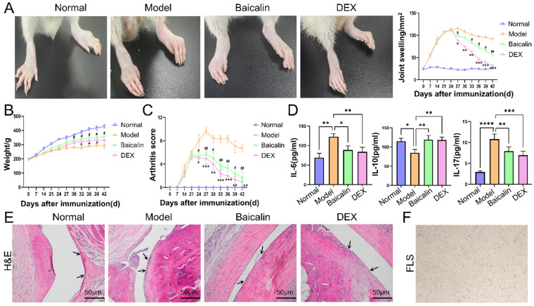 Assessment of the Therapeutic Efficacy of Baicalin in Joint Inflammation. (A) Representative picture of hind paws and paw swelling. (B) Baicalin improved the weight, which was measured every three days. (C) Baicalin reduced the arthritis score, which was measured every three days. (D) Baicalin reduced the levels of IL-6 and IL-17, while elevating the level of IL-10. (E) Baicalin alleviated inflammation in the synovial tissue by HE staining. The arrow indicates synovial tissue. (F) Primary cultured third-generation fibroblast-like synoviocytes (10×). Data are expressed as means ± SD (n = 6). * p < 0.05, ** p < 0.01,*** p < 0.001, **** p < 0.0001; # p < 0.05, ## p < 0.01.