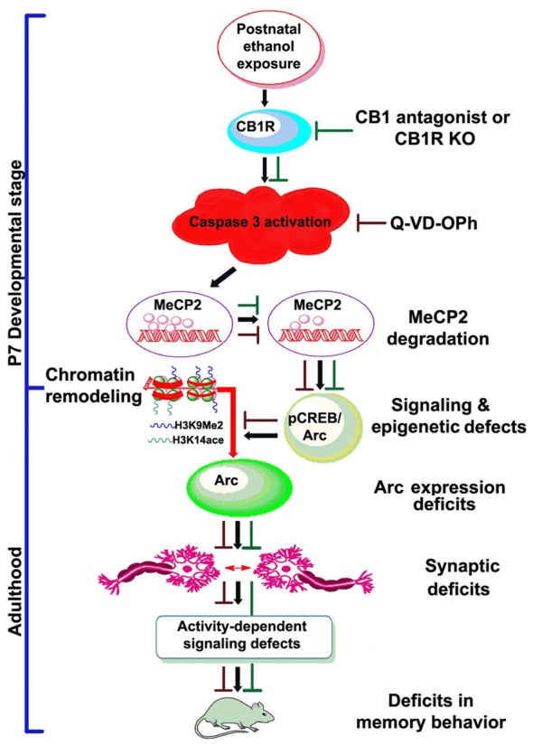 Schematic diagram showing the molecular mechanism by which CB1R-mediated activation of caspase-3 degrades MeCP2, leading to neurobehavioral abnormalities in postnatal ethanol-exposed mice. It was revealed previously that P7 ethanol treatment activates CB1R and inhibits pCREB and Arc expression, leading to neurodegeneration in neonatal mice and persistent neurobehavioral abnormalities in adult mice (Subbanna et al., 2015a). Here, we show that inhibition of CB1R (Subbanna et al., 2013a, 2014) or caspase-3 prevents loss of MeCP2 and rescues pCREB/Arc defects in neonatal mice. Inhibition of caspase-3 in P7 mice also protected against the synaptic plasticity, Arc expression, activity-dependent signaling and behavioral defects in adult mice exposed to ethanol at P7. These observations suggest that CB1R (Subbanna et al., 2013a, 2014)/caspase-3-mediated MeCP2 loss in early development causes neurobehavioral abnormalities in postnatal ethanol-exposed adult mice (↓, ethanol effects; ⊥, drug effects).