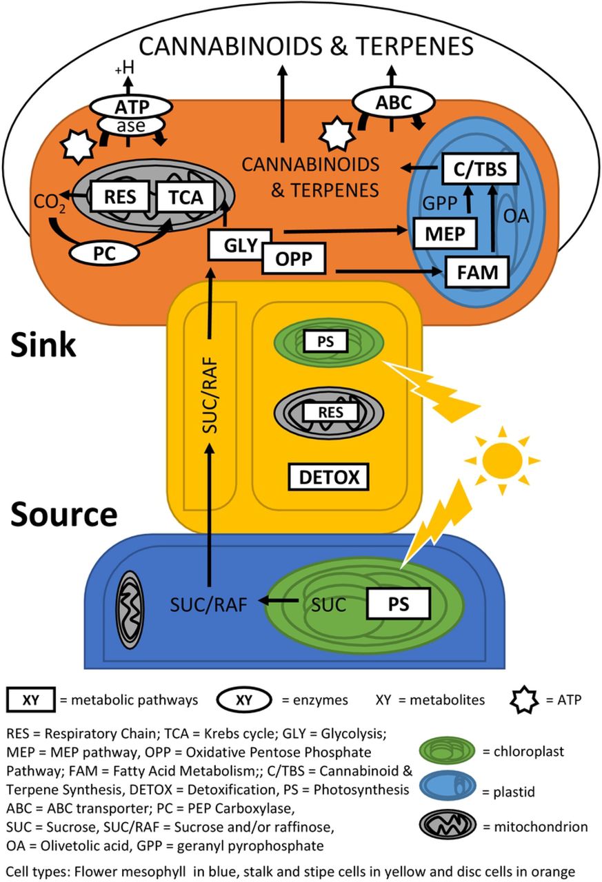 Carbon flow schematic of Cannabis sativa glandular trichomes, supported by proteomic data on late flower, trichome stalk and trichome head tissue. Mesophyll tissues of the late-stage flowers (blue) are source tissues for the photosynthetic (PS) production of sucrose (SUC). Sucrose and/or Raffinose (SUC/RAF) sugar is transported through glandular trichome stalks (yellow) to glandular trichome head sink tissue (orange) through yet unidentified mechanisms. Sugars are utilised by glandular trichome heads through glycolysis (GLY) and oxidative pentose phosphate pathway (OPP) to supply carbon to mitochondria and plastids. In mitochondria, catabolites enter Krebs cycle (TCA) and respiratory chain (RES) for energy production. Resulting carbon dioxide is partially recycled through pep-carboxylase (PC) activity. Resulting ATP is partially used to generate membrane gradients through ATPase activity and to drive primary active transport through ABC transporters (ABC). In plastids, catabolites can support terpenoid and cannabinoid biosynthesis (C/TBS) through the Methylerythritol Phosphate Pathway (MEP) and, in case of cannabinoids additionally through fatty acid metabolism (FAM). Stalk show PS and RES activity in addition to active detoxification (DETOX).