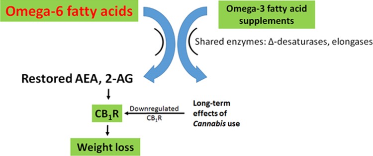 Proposed weight loss therapy based on theory. Daily omega-3 fatty acid supplements (especially with decreased dietary omega-6 fatty acids) will reduce levels of AEA and 2-AG, reducing stimulation of CB1R, while weekly Cannabis use will cause downregulation of CB1R. Thus, this approach will act to both reduce levels of the endocannabinoid signals and reduce the sensitivity of target cells to those signals. The net effect is predicted to be a more potent weight loss strategy than diet alone.
