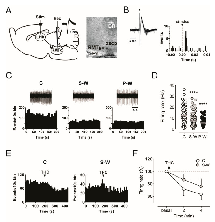 (A) On the left, schematic illustration of the experimental protocol for in vivo electrophysiological recordings in the RMTg (rec) and stimulation in the LHb (stim). Trace showing superimposed RMTg neuron action potential waveforms. On the right, recording location for the RMTg marked by the PSB dye (arrowhead) in a brain slice. Abbreviations: Pn, pontine nuclei; xscp, decussation of the superior cerebellar peduncle; DR, dorsal raphe. (B) Superimposed traces acquired from a digital oscilloscope showing a relatively constant latency of the orthodromic response of RMTg neuron following LHb stimulation (left) and representative PSTH (right). (C) Recording trace [top] and rate histogram (bottom) of single RMTg neuron encountered in rats belonging to the C, S-W, and P-W groups. (D) Graph showing the mean firing rate of RMTg cells (C, n = 9 rats, 87 cells; S-W, n = 9 rats, 104 cells; P-W, n = 7 rats, 69 cells). (E) Rate histograms showing that the THC-induced reduction in the firing activity of RMTg neurons from C rats is absent in RMTg neurons from S-W rats. (F) Graph showing averaged time course of THC-induced firing rate reduction (C, n = 8; S-W, n = 7). Data are expressed as mean or percentage of baseline ± SEM. One-way or two-way ANOVA for repeated measures followed by Dunnett test or Sidak test when appropriate. **** p < 0.0001.