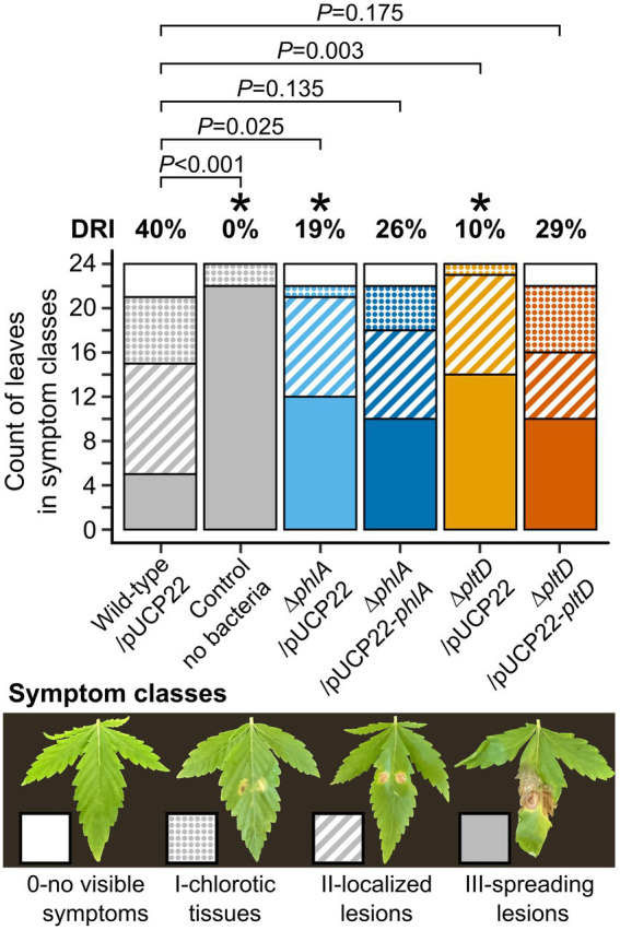 In planta disease reduction assays of P. protegens Pf-5-derived strains against cannabis gray mold disease. Leaves of 12-day-old cannabis plants were sprayed with normalized bacterial suspensions (105 CFU ml−1 in water), or water for control plants. Leaves were infected 2 days later with two drops of B. cinerea conidia suspension (103 conidia ml−1). Symptoms were observed 8 days after infection when control plants exhibited strong disease symptoms, and disease severity was scored using the four-class scale presented by pictures. The disease reduction index (DRI) was calculated for each treatment relative to the control plants without bacteria, as detailed in Methods. Stacked barplots represent the count of leaves in each symptom class from two independent experiments containing 12 plants each (n = 24). Exact p values are indicated for comparisons with plants treated with wild-type/pUCP22 according to Fisher’s LSD post-hoc analysis with Benjamini-Hochberg correction, * represents p < 0.05.
