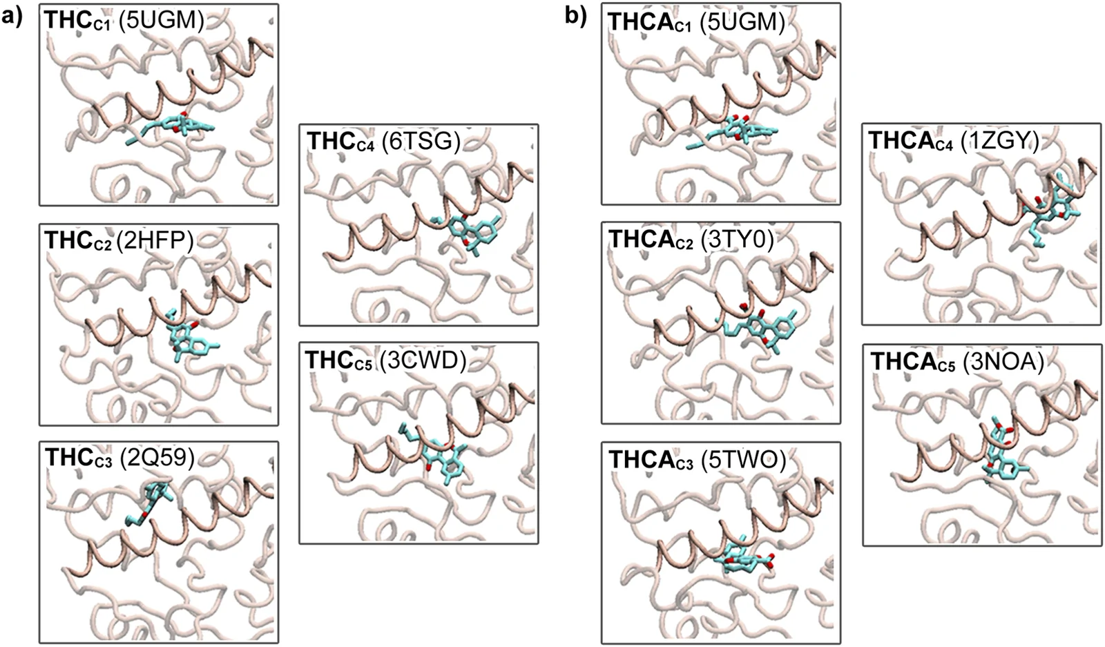 Figure showing two panels labeled a and b, each containing five molecular docking visualizations of THC (panel a) and THCA (panel b) interacting with protein structures. Each subpanel displays a protein ribbon diagram in light beige with a cyan ligand within the binding site, labeled with corresponding protein PDB codes.