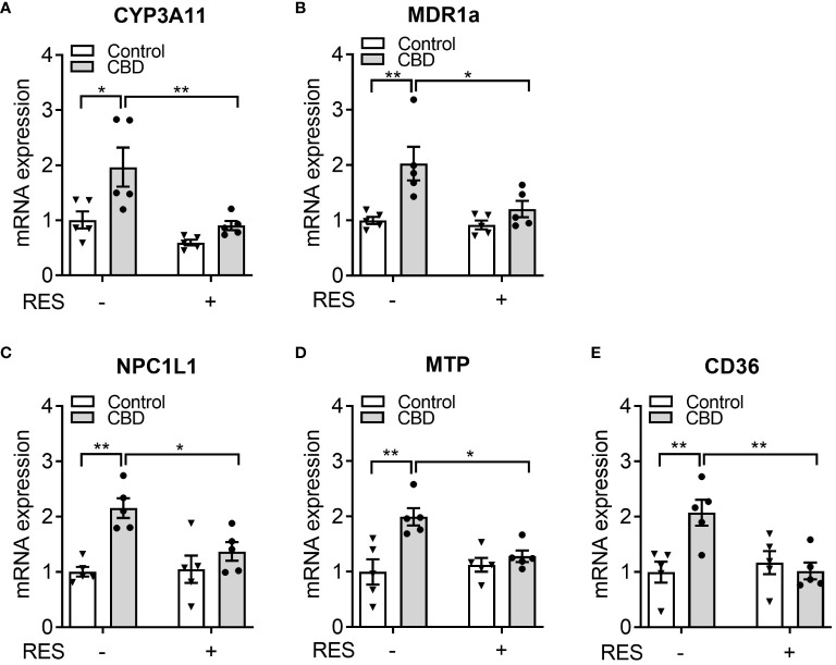 The effects of CBD exposure on intestinal lipogenic gene expression in WT mice. Male WT mice at the age of 8 weeks old were administrated with CBD (10 mg/kg/day) and/or RES (45 mg/kg/day) or vehicle control by oral gavage for 7 days on AIN76 diet. (A, B) Intestinal expression of PXR target genes was measured by QPCR (n=5, two-way ANOVA, Bonferroni multiple comparisons test for multiple comparisons, *P<0.05 and **P<0.01). (C-E) The gene expression of key intestinal cholesterol transporters was analyzed by QPCR (n=5, two-way ANOVA, Bonferroni multiple comparisons test for multiple comparisons, *P<0.05 and **P<0.01). Error bars represent ± SEM.