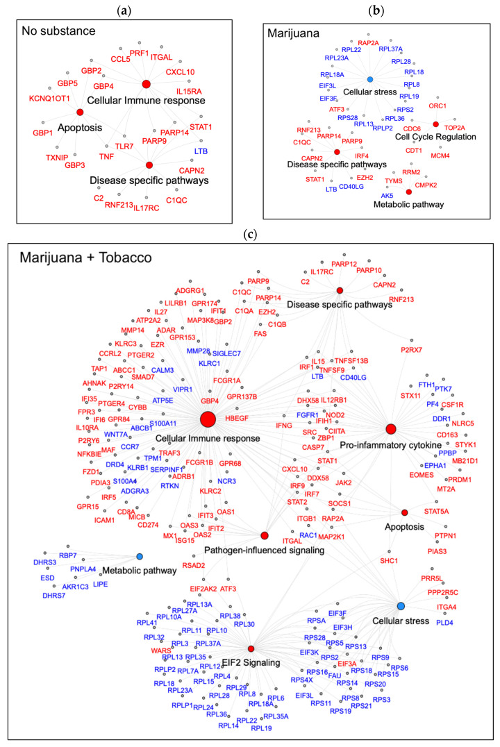 Network analysis reveals functional clustering of pathways perturbed by substance use in YWH. Network plot shows DEGs connecting the pathways for YWH using no substance ((a), top left panel), YWH using marijuana alone ((b), top right panel), and YWH using marijuana with tobacco ((c), bottom panel). Nodes: pathways/functions; edges: DEGs connecting the pathways. Red circles: activated pathways/function; blue: inhibited pathways/function. DEGs: red: upregulated; blue: downregulated.
