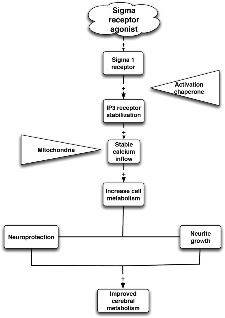 The basic mechanism of neuroprotection by σ1R agonists.