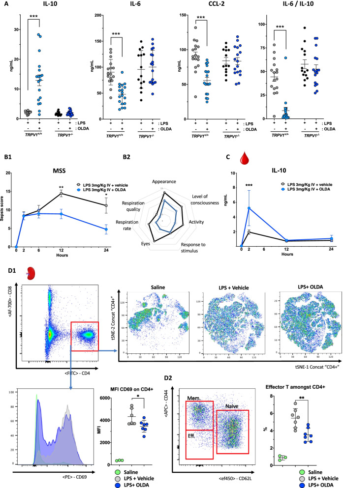 The anti-inflammatory and protective actions of exogenously administered OLDA in endotoxemic mice. A OLDA increases IL-10 and reduces circulating IL-6 and CCL2 levels in mice challenged with the TLR4 agonist LPS: Wild-type mice were challenged with LPS (1 mg/kg, i.v.) and immediately after with OLDA (10 mg/kg, i.v.) or vehicle (i.v.). IL-10, IL-6, and CCL2 were quantified in plasma at 2 h. Global TRPV1 genetic deficiency reversed the anti-inflammatory effects of OLDA (i.v.; 9- to 12-week male and female, n = 13–17/group). B OLDA reduces the severity of endotoxemic shock: Wild-type mice were treated with LPS (3 mg/kg, i.v.) and immediately thereafter with OLDA (10 mg/kg, i.v.) or vehicle (i.v.). B1 Shows reduced Mouse Sepsis scores (MSS) in mice treated with OLDA. The diagram in B2 shows a representation of average score for each item in the mouse sepsis score (from 0 (healthy) to 4 (very sick)) at 24 h (9- to 12-week male, n = 5–10 per group and time point, total n = 52). C OLDA induces an early rise in plasma IL-10: Wild-type mice were treated with LPS (3 mg/kg, i.v.) followed by OLDA (10 mg/kg, i.v.) or carrier (i.v.). Plasma IL-10 levels were significantly increased at 2 h, but not at 12 or 24 h in mice treated with OLDA (9- to 12-week male, n = 5 per group and time point, total n = 35). D OLDA administration reduced activation CD4+ spleen T cells in endotoxemic shock (9- to 12-week male, n = 7/group for LPS and LPS + OLDA groups, and n = 3/group for saline controls). *P < 0.05, **P < 0.01, ***P < 0.001, two-tailed Mann–Whitney U test