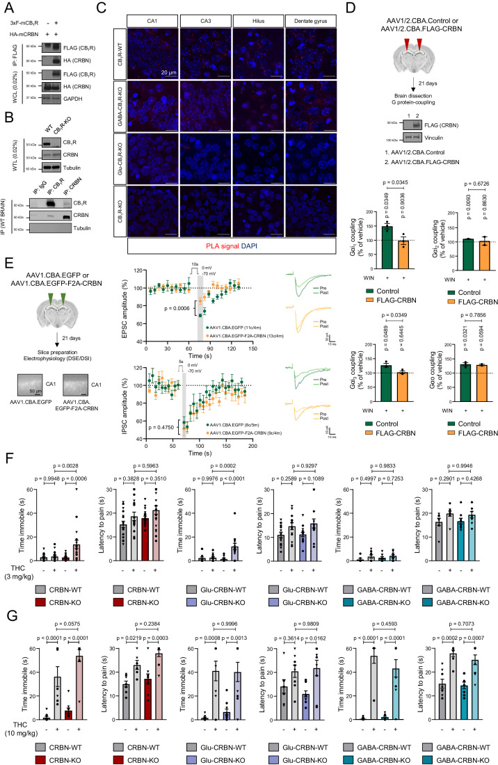 CRBN binds to CB1R and inhibits receptor signalling in the mouse brain.(A) Co-immunoprecipitation experiments in HEK-293T cells expressing mouse HA-CRBN and 3xFLAG-CB1R. Immunoprecipitation (IP) was conducted with anti-FLAG M2 agarose. WCL, whole-cell lysate. A representative experiment is shown (n = 3 independent experiments). (B) Co-immunoprecipitation experiments in mouse hippocampal tissue. Immunoprecipitation (IP) was conducted with IgG control, anti-CB1R or anti-CRBN. WTL, whole-tissue lysate. A representative experiment is shown (n = 3 independent experiments). (C) Proximity ligation assays in hippocampal slices from WT, GABA-CB1R-KO, Glu-CB1R-KO and CB1R-KO mice. A representative experiment with high magnification images of CA1, CA3, hilus and granule cell layer of the dentate gyrus is shown (n = 3 independent experiments). (D) Coupling of CB1R to Gαi/o proteins in membrane extracts from hippocampi of mice transduced with AAV1/2.CBA.Control vector or AAV1/2.CBA.FLAG-CRBN vector (mean ± SEM). p values were obtained by unpaired two-tailed Student’s t test (n = 2–3 pools of 3–4 hippocampi per group) between samples and by one-sample Student’s t test from baseline (dashed line). A representative western blot revealing transgene (FLAG) expression in hippocampal extracts is shown. (E) DSE and DSI in CA1 hippocampal neurons overexpressing CRBN. A representative epifluorescence microscopy image revealing transgene (EGFP) expression is shown. Top, Normalized EPSC amplitude before and after a 10-s depolarizing step to 0 mV in CA1 neurons from mice transduced with AAV1.CBA.EGFP control vector (n = 11 cells; n = 4 mice) or AAV1.CBA.EGFP-F2A-CRBN vector (n = 13 cells; n = 4 mice) (mean ± SEM). Each point denotes the average of two consecutive responses. Representative EPSC traces (average from 2 responses) recorded from CA1 neurons before (pre) and after (post) a 10-s depolarizing step involving the maximum effect in control and CRBN-overexpressing mice are shown on the right. Bottom, Normalized IPSC amplitude before and after a 5-s depolarizing step to 0 mV in CA1 neurons from mice transduced with AAV1.CBA.EGFP control vector (n = 8 cells; n = 5 mice) or AAV1.CBA.EGFP-F2A-CRBN vector (n = 9 cells; n = 4 mice) (mean ± SEM). Each point denotes the average of two consecutive responses. Representative IPSC traces (average from 2 responses) recorded from CA1 neurons before (pre) and right after (post) a 5-s depolarizing step involving the maximum effect in control and CRBN-overexpressing mice are shown on the right. p values were obtained by Kruskal–Wallis one-way ANOVA with Dunn’s post hoc test. (F) CRBN-WT (n = 16–17), CRBN-KO (n = 18), Glu-CRBN-WT (n = 14–15), Glu-CRBN-KO (n = 14), GABA-CRBN-WT (n = 7–8) and GABA-CRBN-KO (n = 9) mice were injected with a submaximal dose of THC (3 mg/kg, single i.p. injection) or vehicle. Forty min later, catalepsy on a horizontal bar (latency to move, s; maximal duration of the test = 60 s) and thermal analgesia in the hot-plate test (latency to pain, s) were measured (mean ± SEM). Circles, male mice; triangles, female mice. p values were obtained by two-way ANOVA with Tukey’s post hoc test. (G) CRBN-WT (n = 6–8), CRBN-KO (n = 9), Glu-CRBN-WT (n = 7–8), Glu-CRBN-KO (n = 9–10), GABA-CRBN-WT (n = 7–8) and GABA-CRBN-KO (n = 8–9) mice were injected with a maximal dose of THC (10 mg/kg, single i.p. injection) or vehicle. Forty min later, catalepsy on a horizontal bar (latency to move, s; maximal duration of the test = 60 s) and thermal analgesia in the hot-plate test (latency to pain, s) were measured (mean ± SEM). Circles, male mice; triangles, female mice. p values were obtained by two-way ANOVA with Tukey’s post hoc test. Source data are available online for this figure.