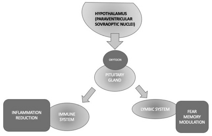 Different activities of oxytocin implicated in PTSD through its anti-inflammatory and fear memory modulation properties.