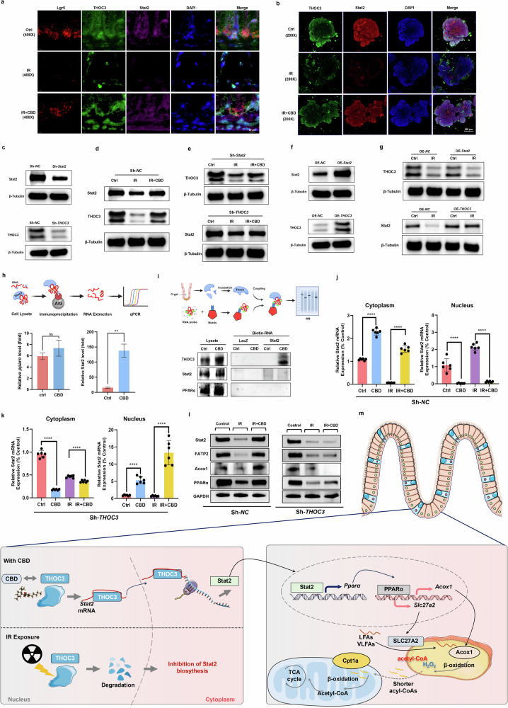 Radiation stability of THOC3 with CBD treatment relieved the retardation of Stat2 mRNA in the nucleus.a The colocalization of THOC3 and Stat2 mRNA in Lgr5+ ISCs with the RNAscope assay. b The changes in the level of THOC3 with or without CBD treatment upon IR exposure were consistent with those of Stat2 in intestinal organoids by IF. c–e Stat2 or THOC3 in intestinal organoids were knocked down (c) and the protein levels of THOC3 or Stat2 triggered by CBD upon IR exposure were determined by western blot (d and e). f, g Stat2 or THOC3 in intestinal organoids were overexpressed (f) and the protein levels of THOC3 or Stat2 were determined by western blot (g). h, i The enrichment of PPARα or Stat2 mRNA in THOC3 immunoprecipitates upon CBD treatment by qRT–PCR (h) and the direct binding between THOC3 and Stat2 mRNA was confirmed with an RNA pulldown assay (i). j, k Detection of Stat2 mRNA expression in the cytoplasm and nucleus of Sh-NC (j) or Sh-THOC3 (k) cells by RT-qPCR. l The protein level of Stat2, PPARα, Fatp2 and Acox1 rescued by CBD upon IR damage was mediated by THOC3. m A schematic overview of the intrinsic mechanism mediating the proliferation of ISCs triggered by CBD upon IR exposure. The results are expressed as the mean ± s.d. **P < 0.01 and ****P < 0.0001. ns, no significant.