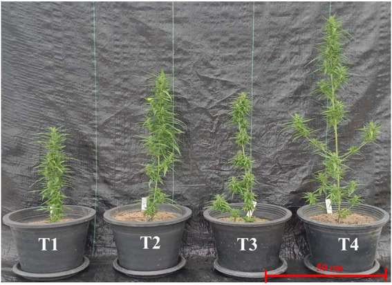 Plants of Cannabis sativa KKU05 grown under different conditions: T1, control without AMF inoculum; T2, Non-mycorrhizal plants with synthetic NPK fertilizer; T3, Plants inoculated with Rhizophagus. prolifer PC2–2 and T4, Plants inoculated with R. aggregatus BM-3 g3 (Photos were taken 60 days after the start of treatment).