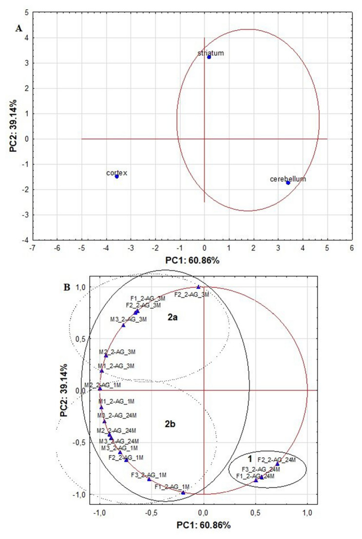 The score and loading plots based on the autoscaled 2-AG results for analyzed rat brain structures picturing the objects and the variables in two-dimensional space