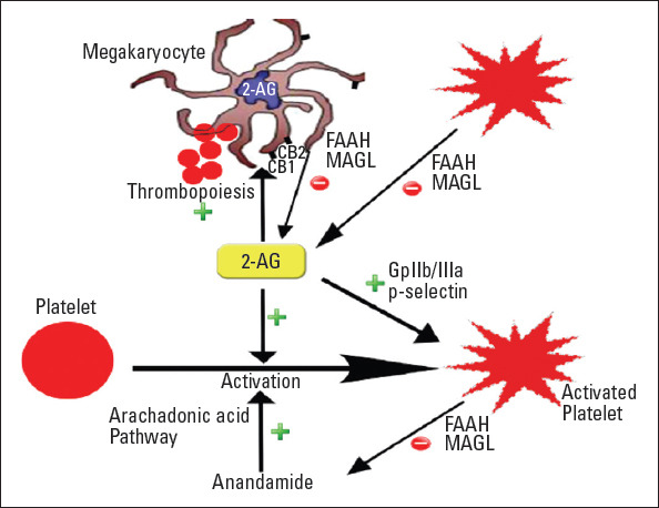 Molecular mechanisms of interplay between cannabinoid system and platelets [Goyal et al., 2017 (5)]
