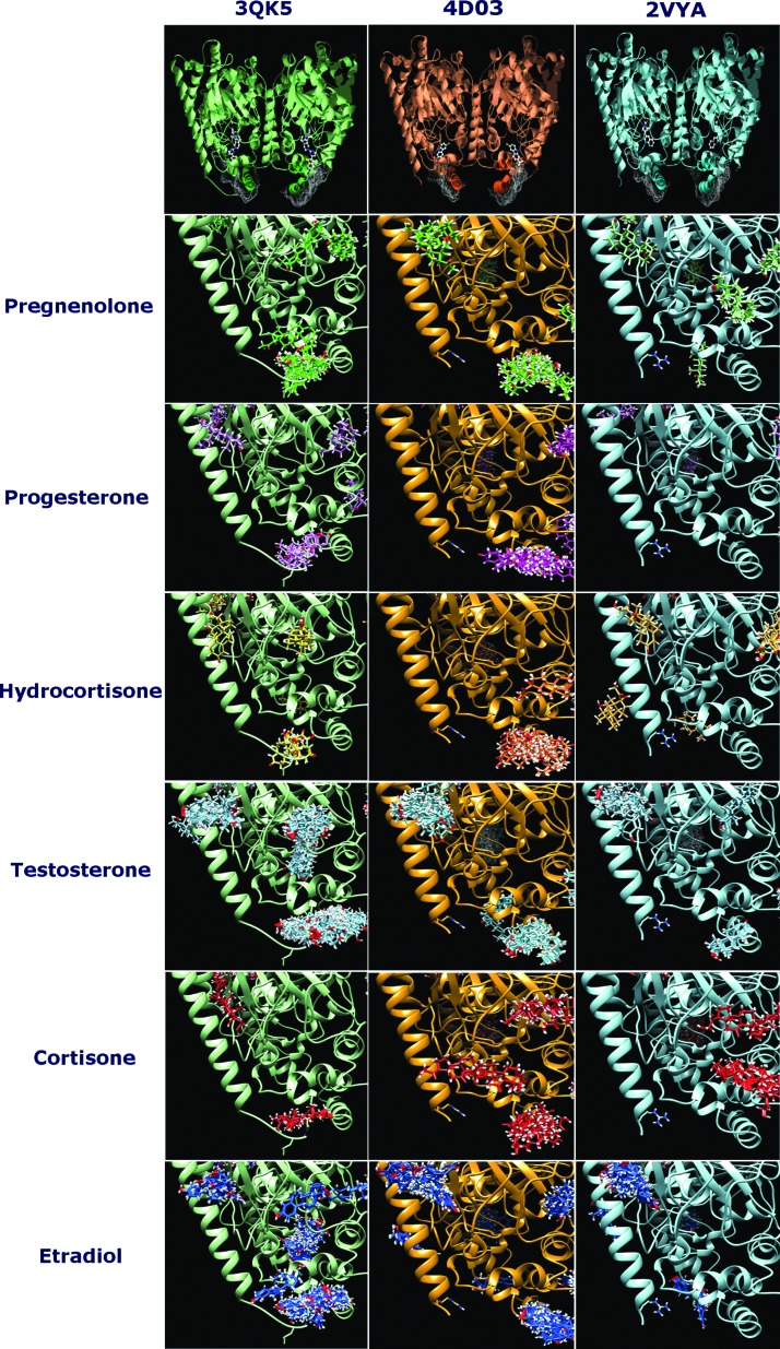 First row: Dimeric structural units of the rFAAH crystal structures 3QK5.pdb (green), 4DO3.pdb (orange), and 2VYA.pdb (cyan). Evidenced in each structure the hydrophobic intramembrane patches as white surfaces. Ball and stick are the cocrystallized inhibitor molecules, respectively, in 3QK5.pdb, (3-{(3R)-1-[4-(1-benzothiophen-2-yl)pyrimidin-2-yl]piperidin-3-yl}-2-methyl-1H-pyrrolo[2,3-b]pyridin-1-yl)acetonitrile; in 4DO3.pdb the NSAID caprofen and in 2VYA.pdb PF-450. From row 2 to 7, the BMs in the area near the hydrophobic intramembrane patches of the three crystal structures are drawn for the investigated six steroids (colors as in Fig. 1). BMs, binding modes.