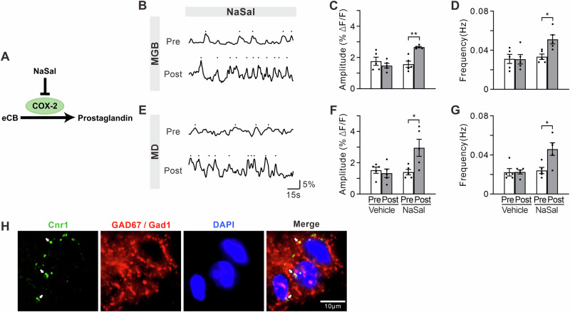 eCB levels in NaSal-treated mice.A Schematic diagram of an inhibiting effect of NaSal on eCB metabolism. Representative eCB2.0 fluorescence signals in the MGB (B) and MD (E) before and after NaSal injection. C, F Effect of vehicle (left) and NaSal (right) treatment on the amplitude and of eCB2.0 transients. D, G Effect of vehicle (left) and NaSal (right) treatment on the frequency of eCB2.0 transients. Error bars: SEM. **p < 0.01, unpaired t-test, n = 5 mice per group. H FISH of Cnr1 mRNA and immunofluorescence of GAD67/Gad1 images. White arrow marks a Cnr1+ GAD67/Gad1+ cell.