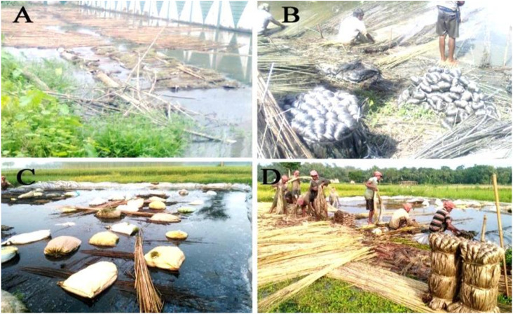 Water retting process. (A) Retting in the roadside pond, (B) silver color fibers by traditional retting, (C) retting with native microbial inoculum and (D) golden color fibers. Reproduced from ref. 147 with permission from Excellent, Copyright 2020.