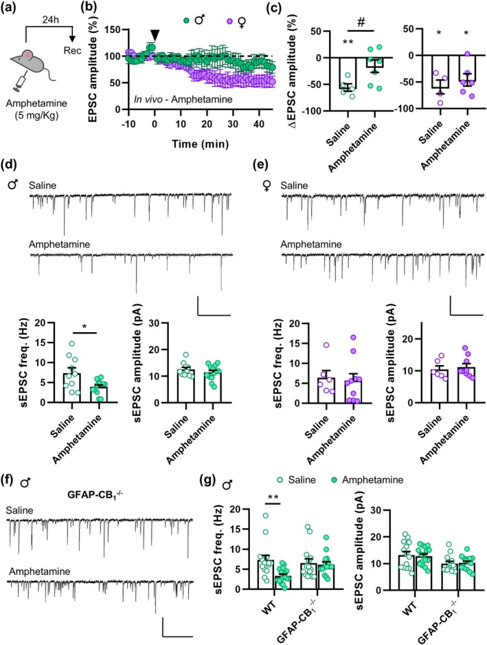 In vivo amphetamine treatment decreases neurotransmission and occludes t‐LTD in male but not in female mice. (a) Scheme of the experimental design. (b) t‐LTD time course and (c) change in EPSC amplitude after t‐LTD induction after amphetamine treatment in males and females. Black arrowhead indicates t‐LTD induction. (d) Representative traces (top) and sEPSC frequency and amplitude (bottom) obtained from male mice treated with saline or amphetamine. (e) Like (d) but for females. (f) and (g) Like (e) but for GFAP‐CB1 −/− male mice. Scale bars: 10 pA, 50 ms. Data are expressed as mean ± s.e.m. Statistical differences comparing baseline with 45 min after t‐LTD induction (paired Student's t‐test) and amphetamine effects in sEPSCs (unpaired Student's t‐test for panel d and e, and Two‐way ANOVA for panel g) are expressed as (*) p < 0.05, (**) p < 0.01. Statistical differences comparing t‐LTD in saline and amphetamine‐treated mice (unpaired Student's t‐test) are expressed as (#) p < 0.05.