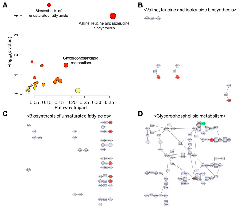 Results of the joint-pathway analysis. (A) The pathways were shown as a scatter plot from integrating transcriptomics and targeted metabolomics data using MetaboAnalyst 5.0. Pathway impact scores, which summarize normalized topology measures of perturbed genes/metabolites in each pathway is shown on the x-axis. −log10(p value) of the enrichment analysis results is shown on the y-axis. The sizes of the data points are correlated with pathway impact scores, and the color gradients correspond to the enrichment analysis results. Pathways were annotated by numbering when the p values calculated from the enrichment analysis were ≤0.05. (B–D) Annotated KEGG pathways. Genes: rectangles, compounds: circles, matching nodes are negative: green, positive: red, based on log(fold change).