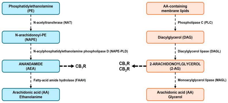 Overview of the biosynthesis of principal endocannabinoids (AEA and 2-AG) in several CNS regions, such as nucleus accumbens. Abbreviations: PE (phosphatidylethanolamine); NAT (N-acetyltransferase); NAPE (N-acylphosphatidylethanolamine); NAPE-PLD (N-acyl phosphatidylethanolamine-specific phospholipase D); AEA (anandamide); AA (arachidonic acid); FAAH (fatty-acid amide hydrolase); MAGL (monoacylglycerol lipase); 2-AG (2-arachidonoylglycerol); DAGL (diacylglycerol lipase); DAG (diacylglycerol); PLC (phospholipase C).