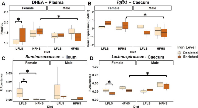 Iron influences in a sex-dependent manner circulating N-acylethanolamines (NAEs), cytokine gene expression, and intestinal microbial species. (A) Boxplot representation of the NAEs in plasma, (B) mRNA expression of Tgfb1 as fold change (FC) calculated using the ΔΔCT method, (C) relative abundances of Ruminococcaceae in the ileum and (D) Lachnospiraceae in the caecum. Data are expressed as the mean ± SEM (n = 48). P values of linear contrast analysis are marked with a star ‘*’ when significant (p < 0.05) using contrast test between enriched and depleted Fe levels, LFLS and HFHS formulations, the combination between Fe levels and formulations, and the sex of the animal.