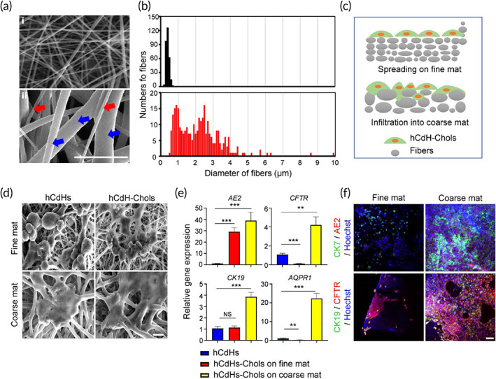 Impact of fiber architecture on functional properties of hCdH‐Chols. (a) Representative scanning electron microscopy (SEM) images of nanofiber only mat (i) and hybrid nano/microfiber mat (ii). Red arrow, nanofibers; blue arrows, microfibers. Scale bar: 10 μm. (b) Distribution of fiber diameters (n = 300 fibers for each mat). (c) Schematic diagram illustrating more intimate cell‐to cell and cell‐to matrix interactions within the hybrid nano/microfiber mat. (d) Representative SEM images of human chemically derived hepatic progenitor cells (hCdHs) and hCdH‐Chols seeded on fine and coarse mats and cultured for 14 days in reprogramming and cholangiocyte differentiation media, respectively. Scale bar: 10 μm. (e) Reverse transcription quantitative real‐time polymerase chain reaction (RT‐qPCR) analysis of biliary marker genes AE2, CFTR, AQP1, and CK19 in hCdH‐Chols cultured on fine and coarse mats. GAPDH was used as internal control. Data were analyzed by two‐tailed t‐test and presented as means ± SEM of three individual experiments performed in triplicates. **p < 0.01, ***p < 0.001. (f) Representative images of double immunofluorescence staining for biliary marker proteins CK19/CFTR, and CK7/AE2. Scale bar: 50 μm