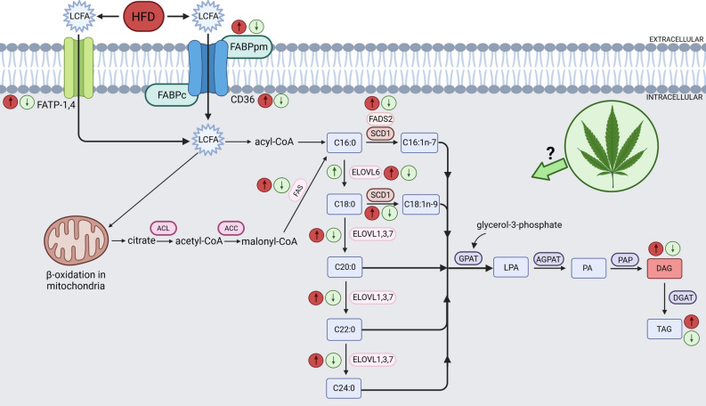 Effects of a high-fat diet (HFD) and two-week cannabidiol (CBD) administration on the fatty acid transport proteins expression, de novo lipogenesis, elongation and desaturation processes in rat myocytes. ↑, increase; ↓, decrease; red arrow inside the circle indicates the effects of seven weeks of high-fat diet feeding; green arrow inside the circle indicates the effects of two weeks of CBD treatment in HFD-fed rats; long-chain fatty acids (LCFA); fatty acid transport protein 1 and 4 (FATP-1 and -4); cytoplasmic and membrane-associated fatty acid binding protein (FABPc, FABPpm); fatty acid translocase (CD36); palmitic acid (C16:0); palmitoleic acid (C16:1n-7); stearic acid (C18:0); oleic acid (C18:1n-9); arachidic acid (C20:0); behenic acid (C22:0); lignoceric acid (C24:0); ATP citrate lyase (ACL); acetyl-CoA carboxylase (ACC); fatty acid synthase (FAS); fatty acid desaturase 2 (FADS2); stearoyl-coenzyme A (SCD1); elongation of very long-chain fatty acids proteins 1,3,6 and 7 (ELOVL1,3,6 and 7); glycerol-3-phosphate acyltransferase (GPAT); lysophosphatidic acid (LPA); 1-acylglycerol-3-phosphate-O-acyltransferase (AGPAT); phosphatidic acid (PA); phosphatidic acid phosphatase (PAP); diacylglycerol (DAG); diglyceride acyltransferase (DGAT); triacylglycerol (TAG). Figure was created in BioRender by the authors.