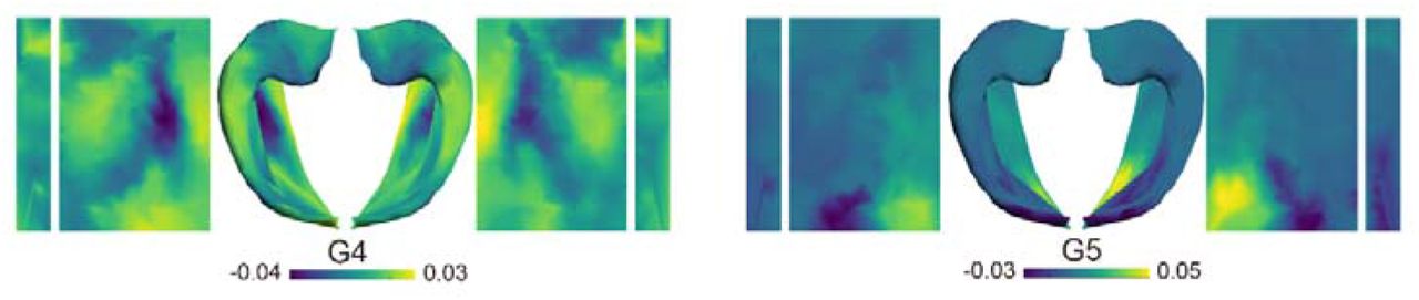 Topographic pattern of the 4th- and 5th-order hippocampal-cortical connectivity gradient