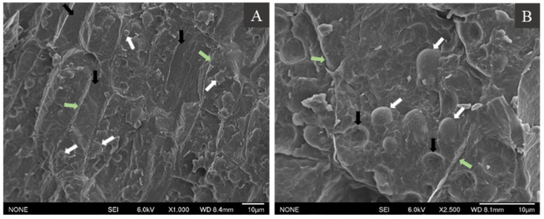 Cryo-SEM images of the cross-section of hemp seeds at 1000× (A) and 2500× (B) magnification. See the text for the description of the arrows.
