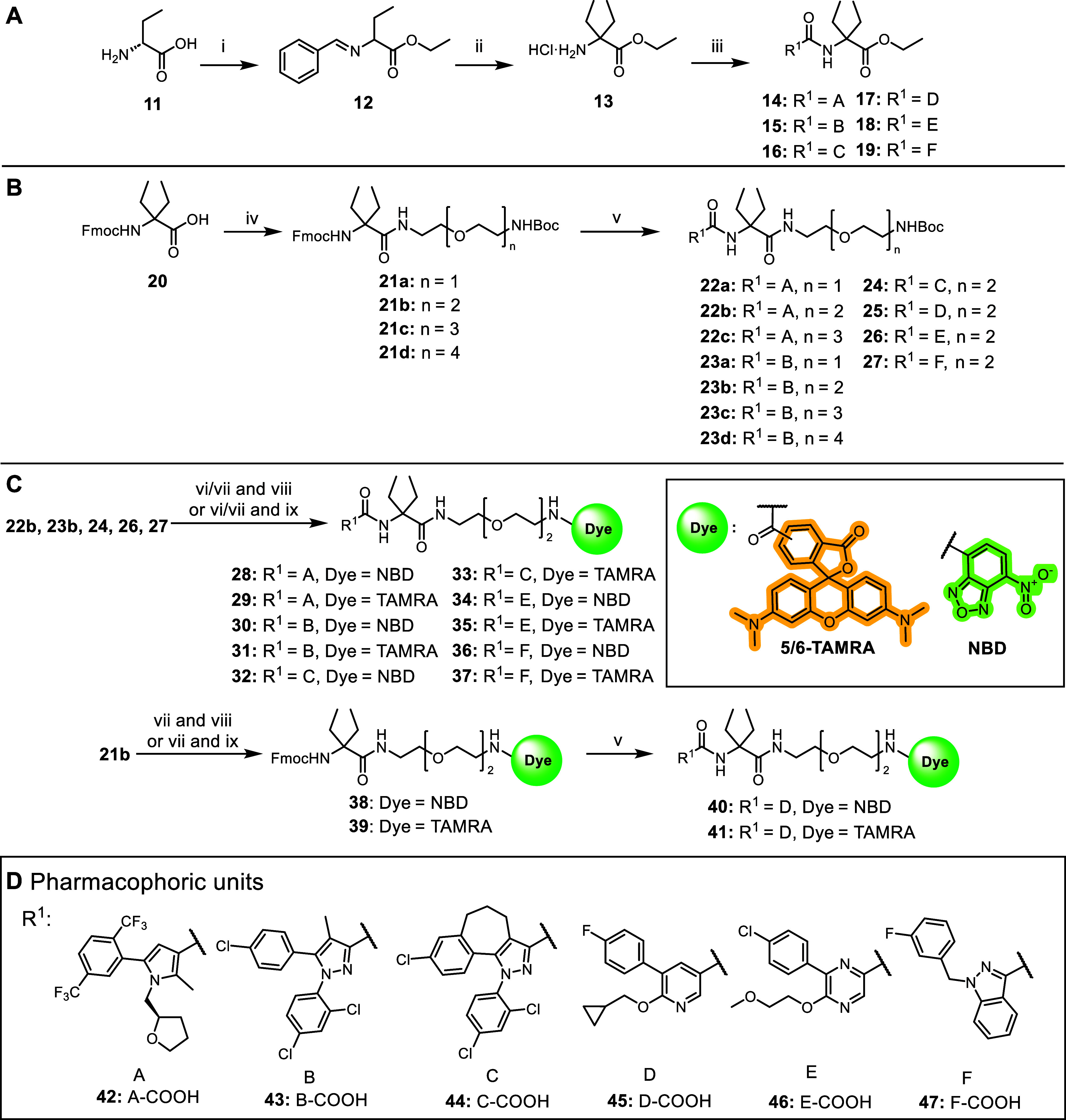 General Synthetic Routes for the Construction of Evaluated Ligands(A) Synthesis of the novel DEG ethyl ester ligands 14–19: reagents and conditions: (i) (a) SOCl2, EtOH, 0 °C to reflux; 5 h; (b) benzaldehyde, TEA, DCM, MgSO4, rt, 30 h; (ii) (a) KHDMS, EtI, THF, −70 °C to rt, 24 h; (b) HCl, Et2O, 0 °C to rt, 15 h; (iii) 42–47, HATU, DIPEA, DMF, 3 h, rt. (B) Synthesis of linker library 22a–27. Reagents and conditions: (iv) HATU, BocNH–CH2CH2(OCH2CH2)n–NH2 (n = 1–4), DIPEA, DMF, 3 h, rt; (v) DBU, DMF, then HOAt, then 42–47, HATU, DIPEA, DMF, 3 h 6 d, rt-45 °C. (C) Synthesis of fluorescent probes 28–37: reagents and conditions: for 28 and 29 (vi) HFIP, MW, 90 min, 150 °C. For 30, 32, 34, 36 (vii) TFA, DCM, 2 h, rt then (viii) NBD-F, DIPEA, DMF, 18 h. (ix) TAMRA-COOH, EDCI, HOAt, DIPEA, DMF, 20 h, rt or TAMRA-SE, DIPEA, DMF, 2 h, rt. Synthesis of fluorescent probes 40–41: reagents and conditions: (vii) TFA, DCM, 2 h, rt. (viii) NBD-F, DIPEA, DMF, 18 h. (ix) TAMRA-COOH, EDCI, HOAt, DIPEA, DMF, 20 h, rt or TAMRA-SE, DIPEA, DMF, 2 h, rt. (v) DBU, DMF, then HOAt, then 45, HATU, DIPEA, DMF, 3 h, rt. (D) Pharmacophoric carboxylic acid units 42–47 derived from 5–10. For synthesis of probes 51 and 52, see the Experimental Section.54